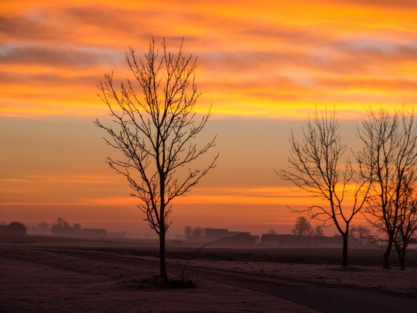 dawn, trees, fog, clouds, landscape