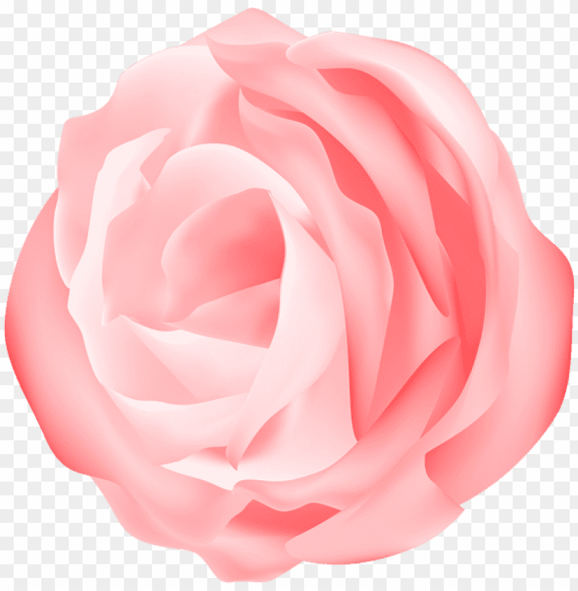 decorative rose peach transparent