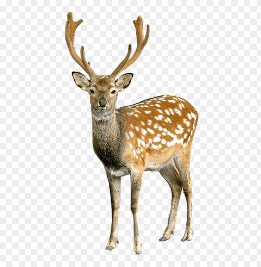 A standing deer with antlers and spotted fur on a transparent background PNG