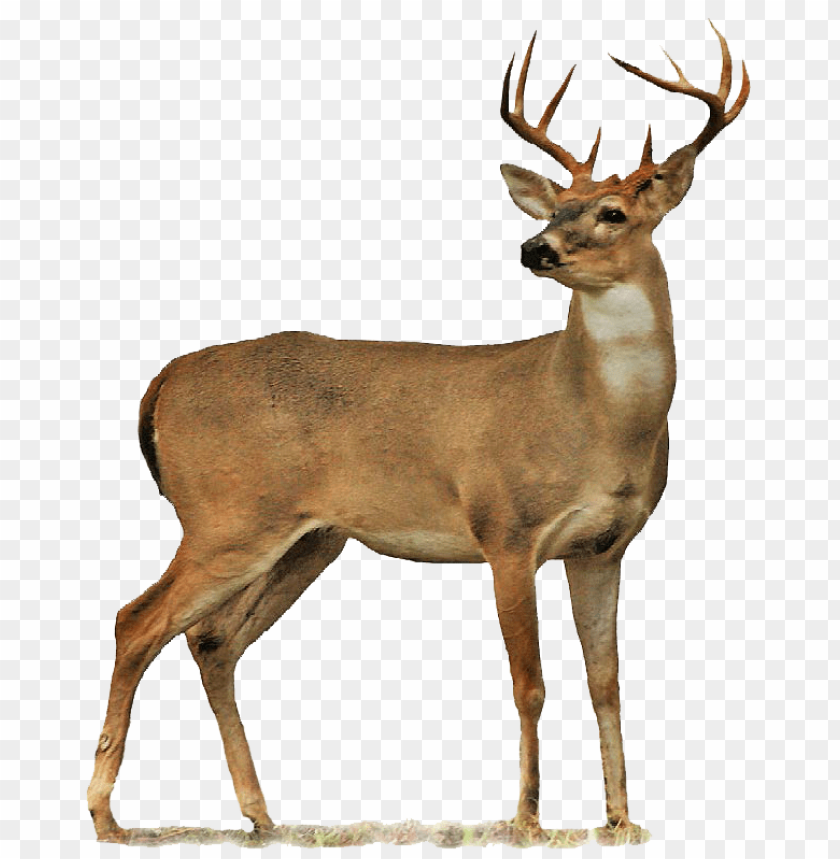 A majestic buck standing with a strong posture and antlers PNG