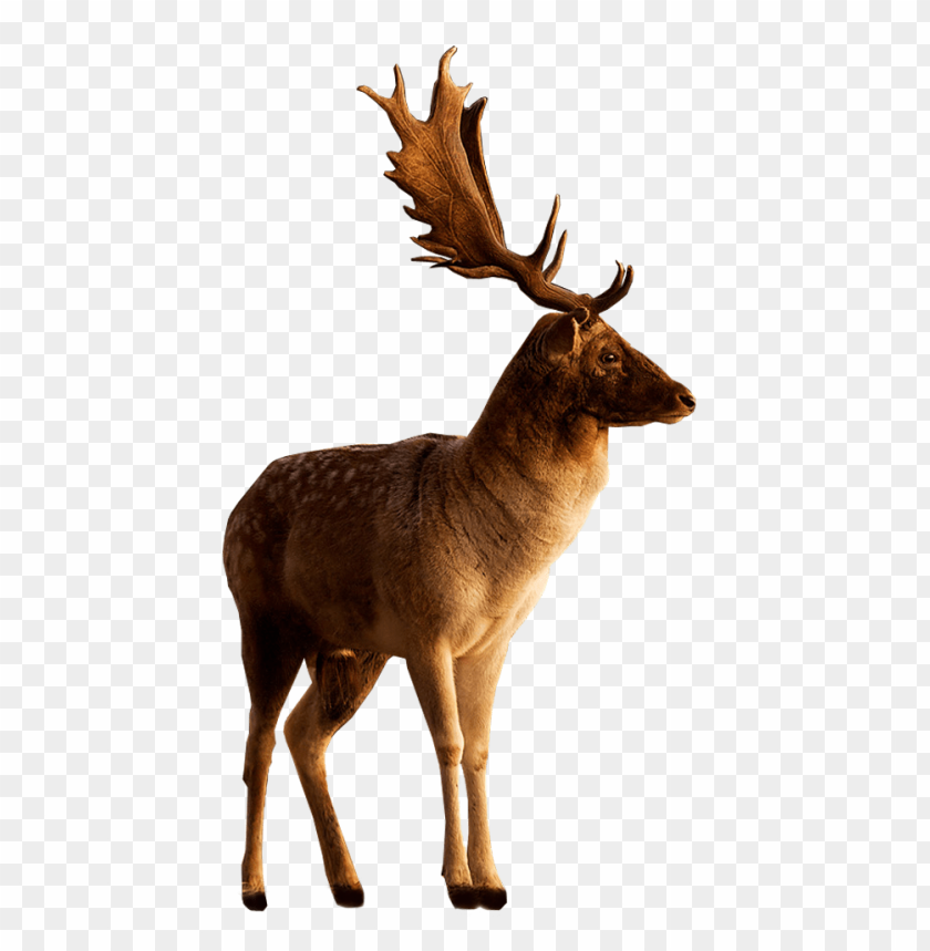 A majestic deer with large antlers standing gracefully PNG