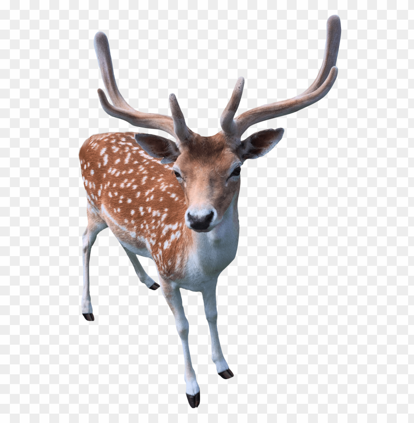 Deer PNG, antlers, forest animal, standing