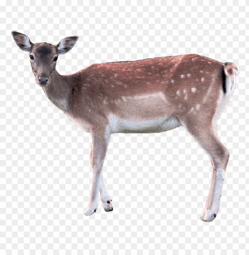 animal, deer, doe