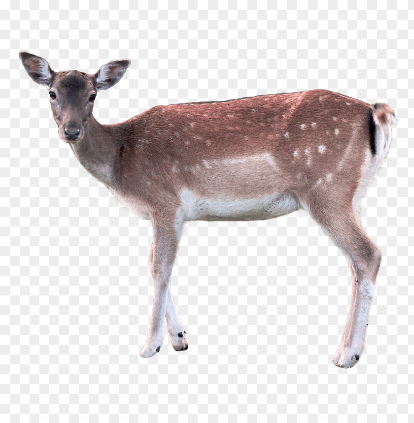 
animal
, 
deer
, 
doe
