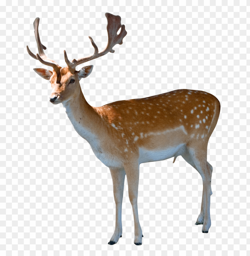 
animal
, 
deer
, 
doe
