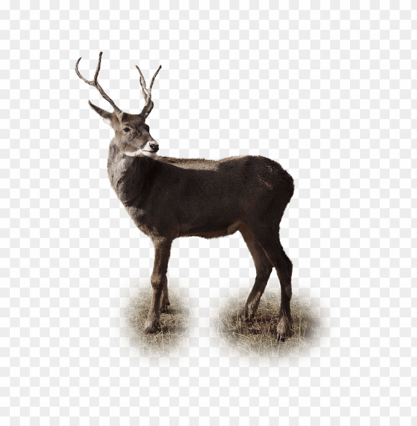 animals, deer, deer, 