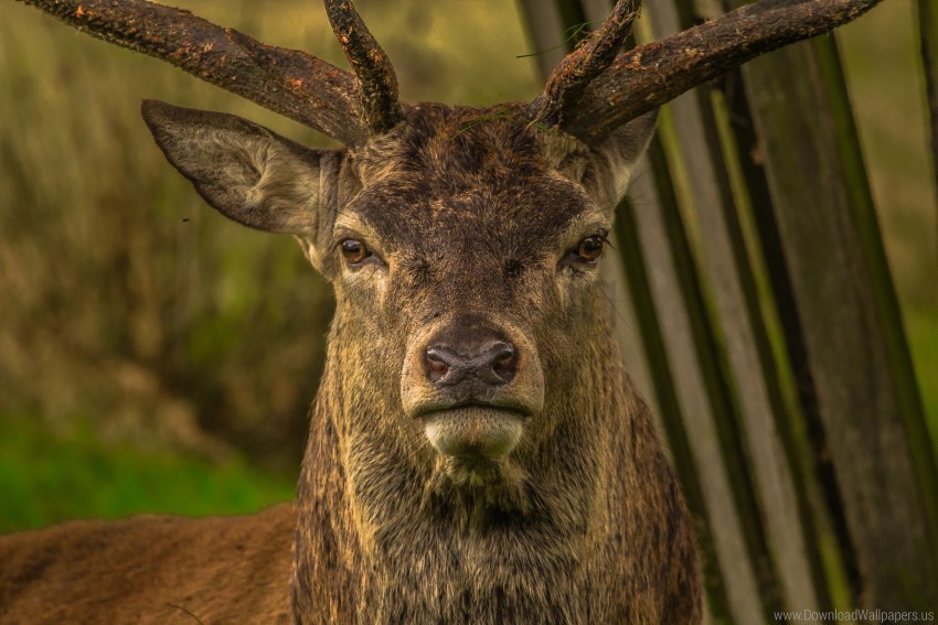 Deer Eyes Horns Snout Wallpaper PNG Transparent Background