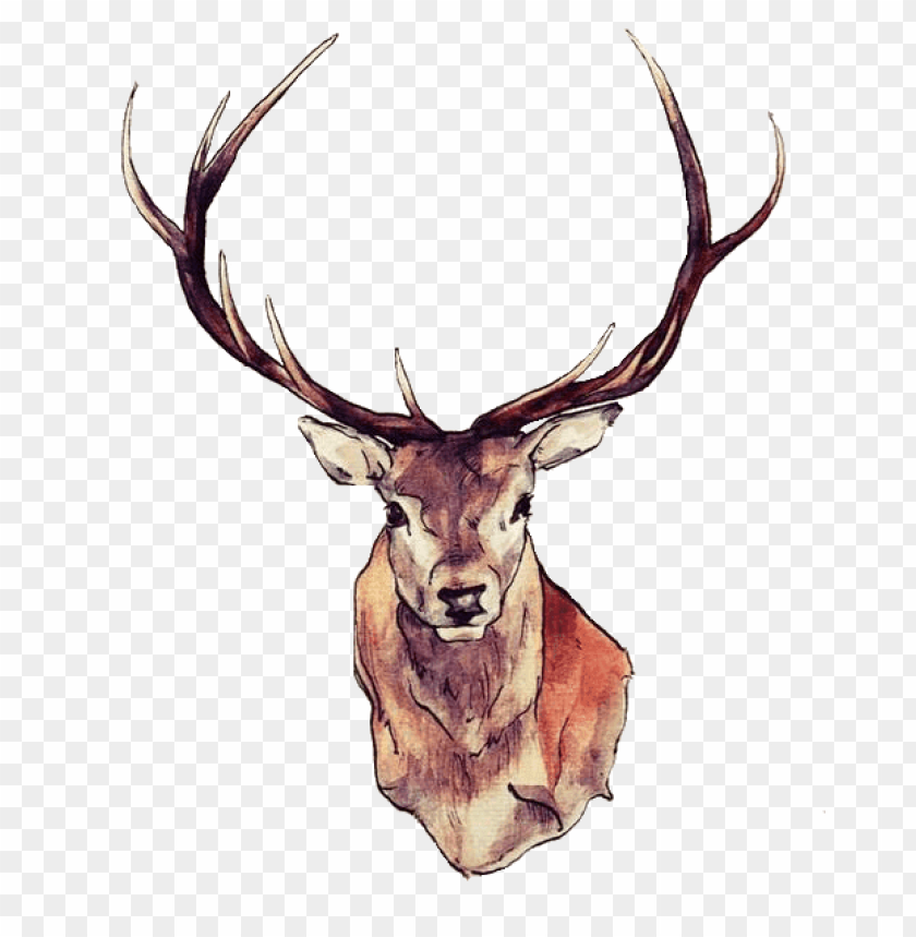 animals, deer, deer face, 