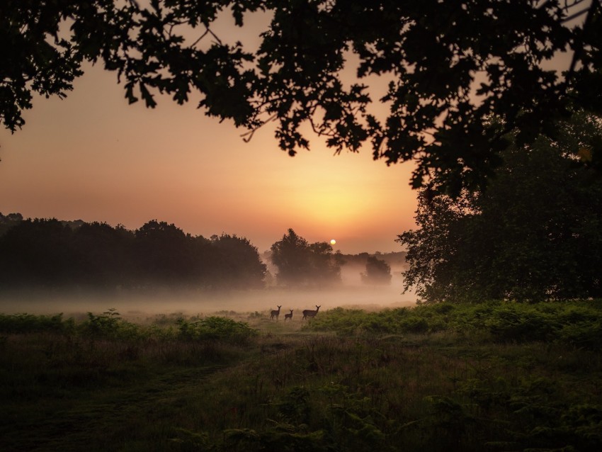 deer, fog, sunset, dusk, nature