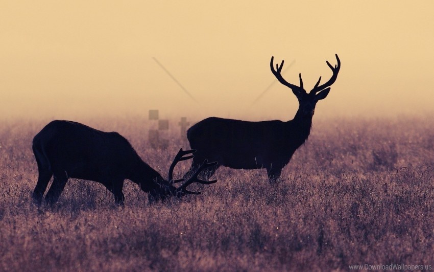 deer, wildlife, nature, silhouettes, grassland, horns, wild animals