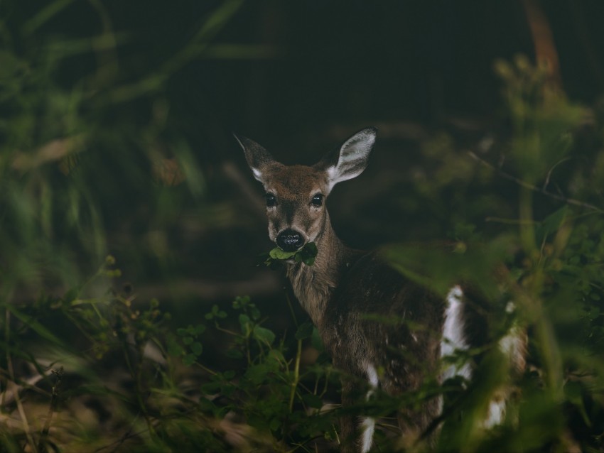 Deer Grass Food Wildlife Cute Background