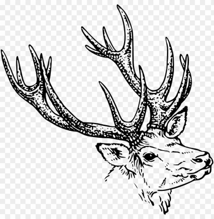 animals, deer, deer illustration bw, 