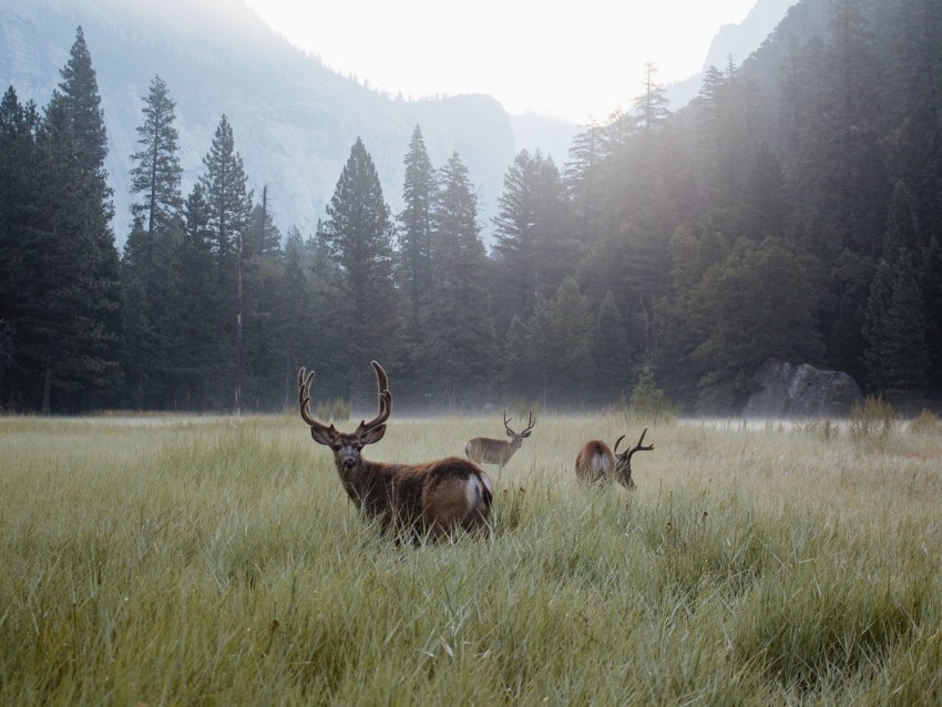 Deer Lawn Forest Fog Mountains Wildlife Background