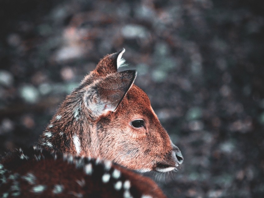 Deer Muzzle Blur Wildlife Background