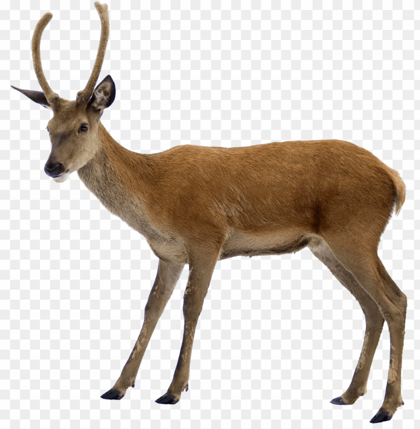 deer png, png,deer