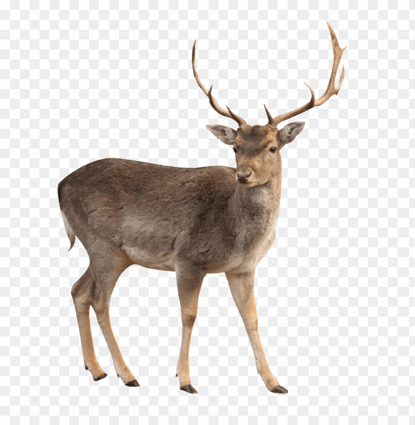 deer png, png,deer