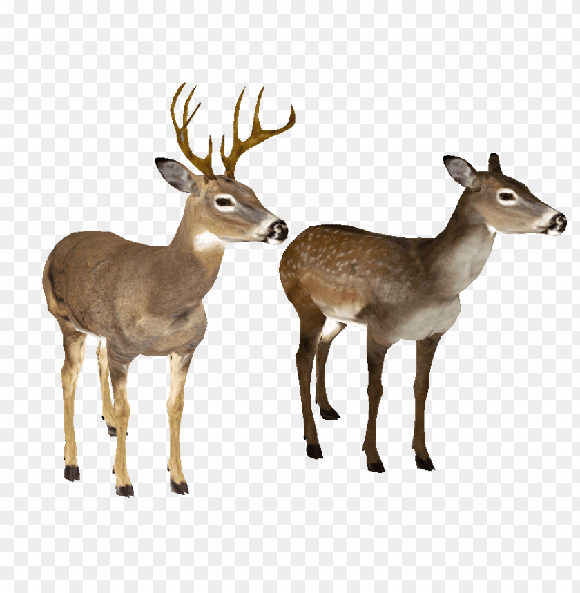 deer png, png,deer