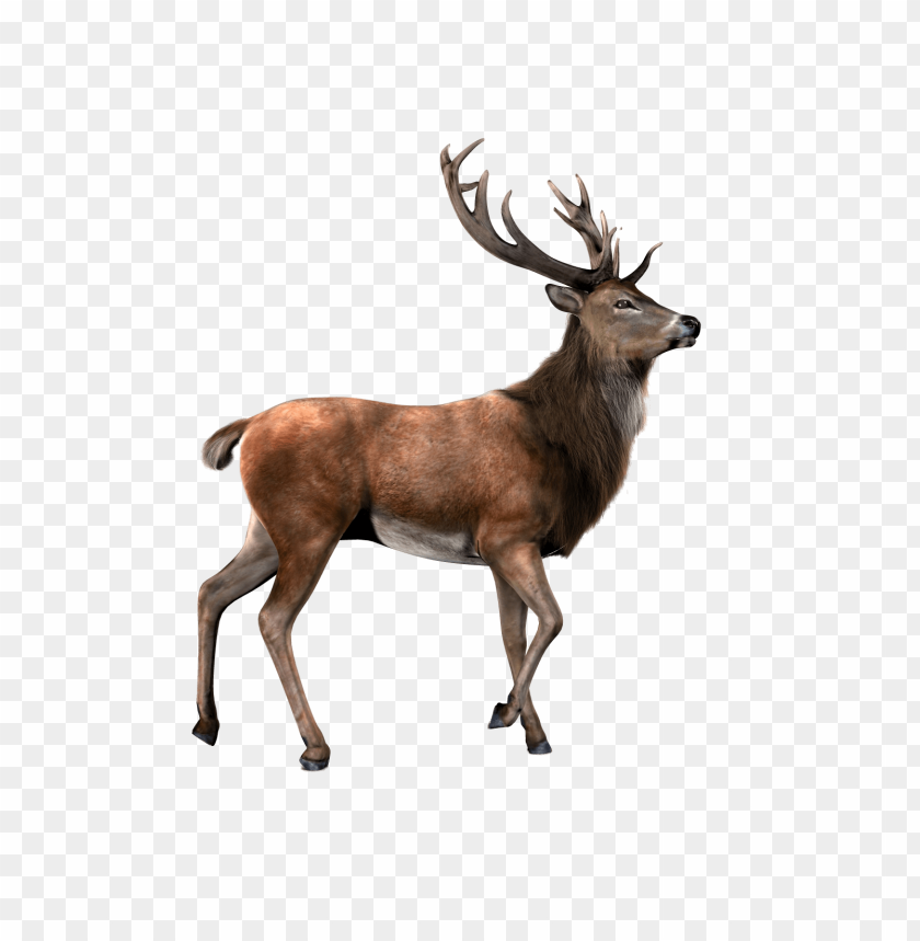 deer png, png,deer