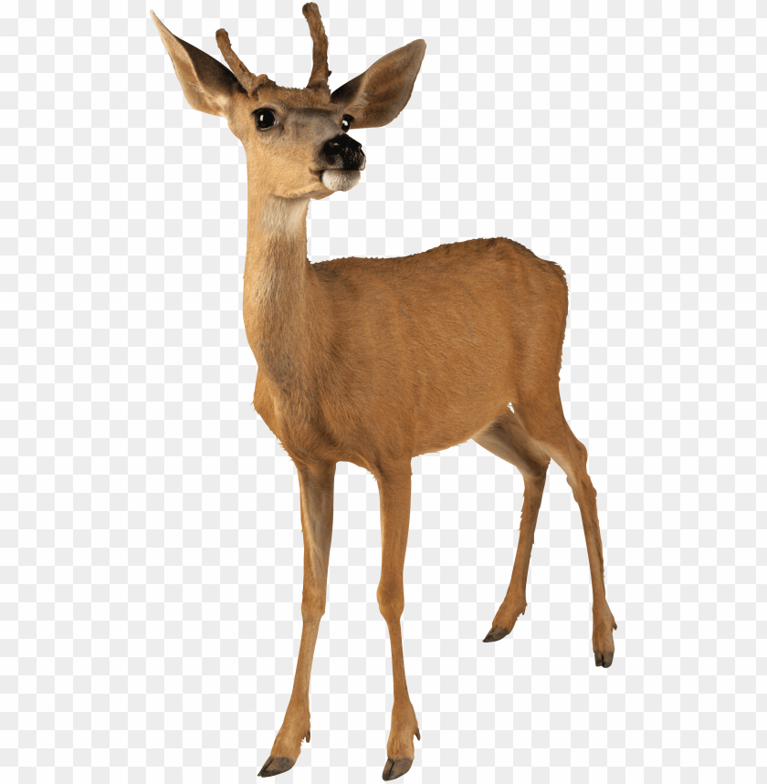 deer png, png,deer