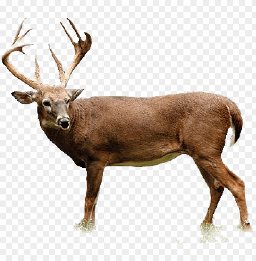 deer png, png,deer