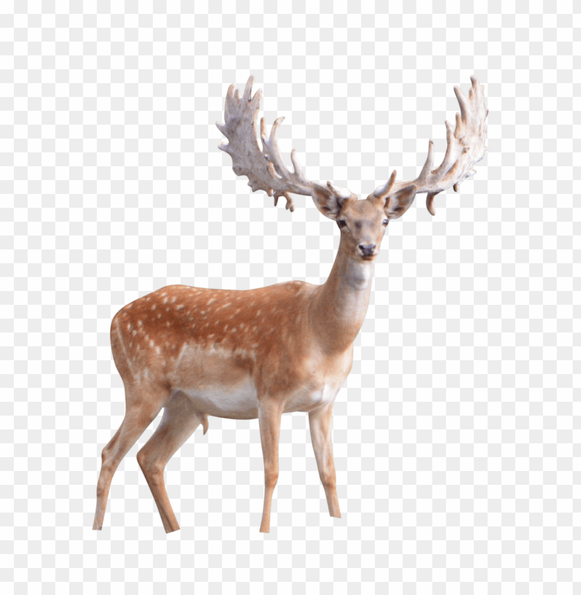 deer png, png,deer