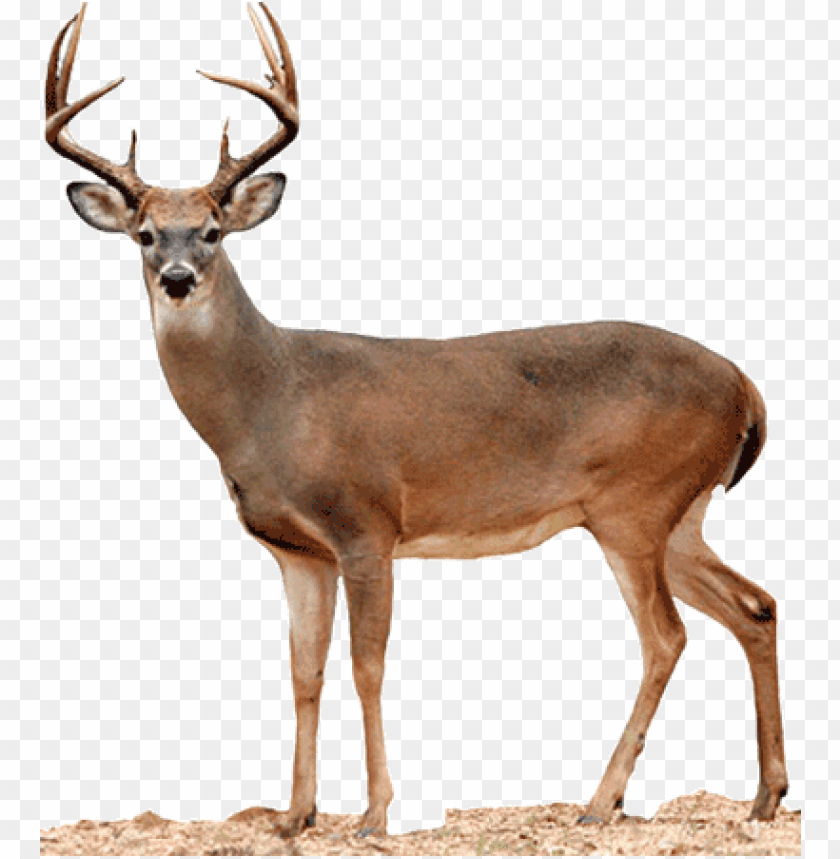 deer png, png,deer