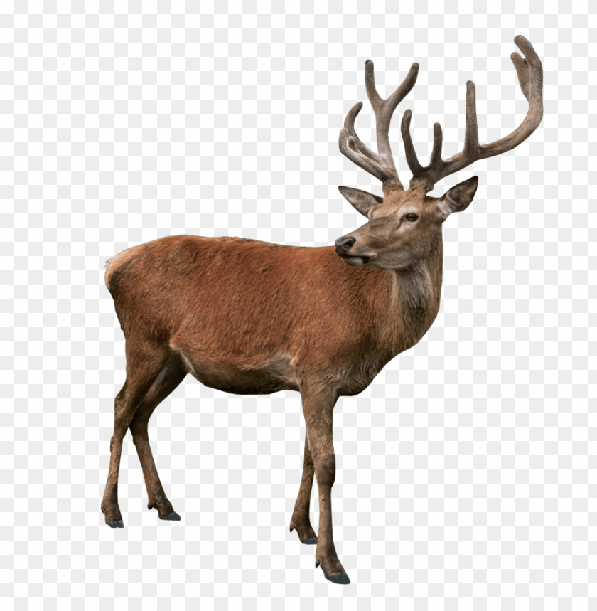 deer png, png,deer