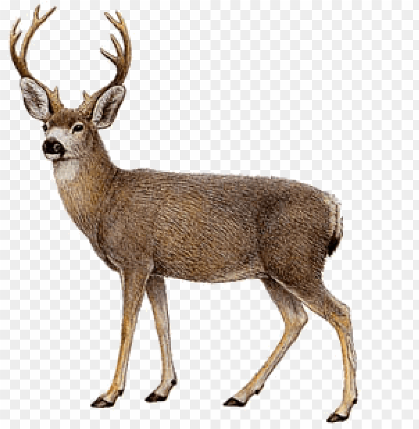 deer png, png,deer