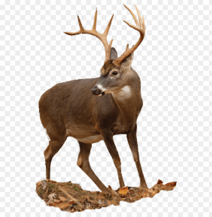 deer png, png,deer