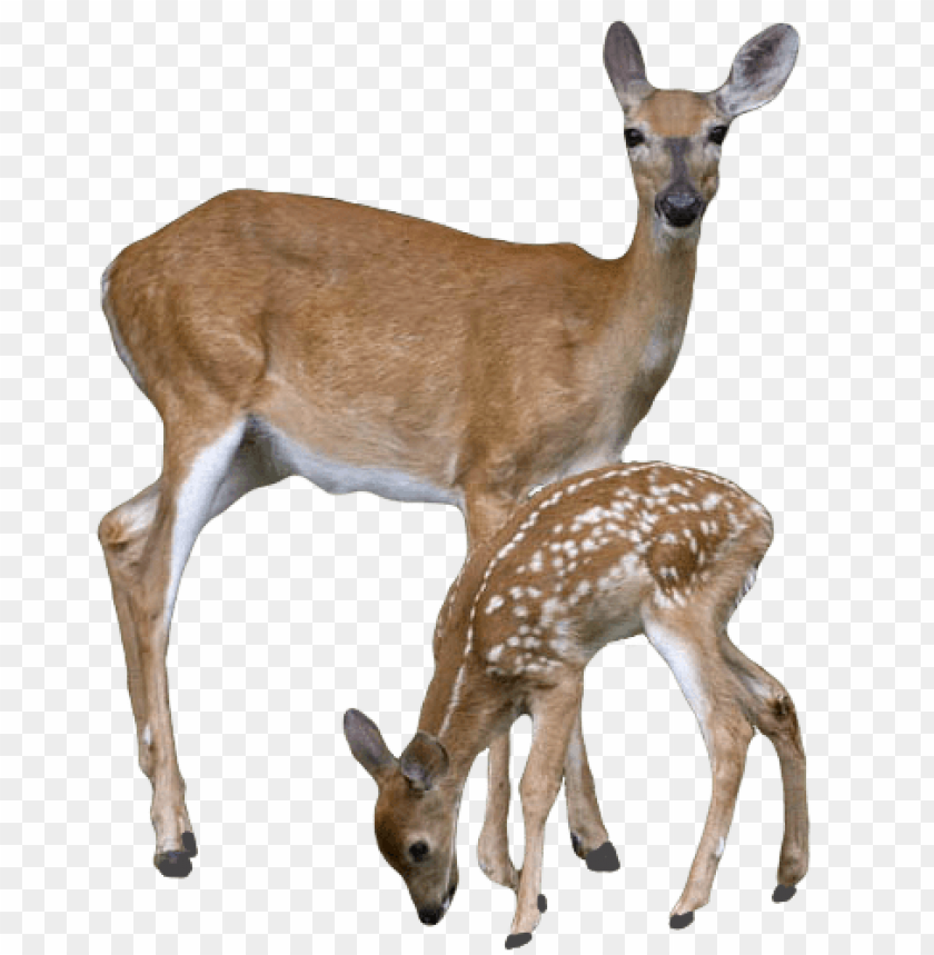 deer png, png,deer