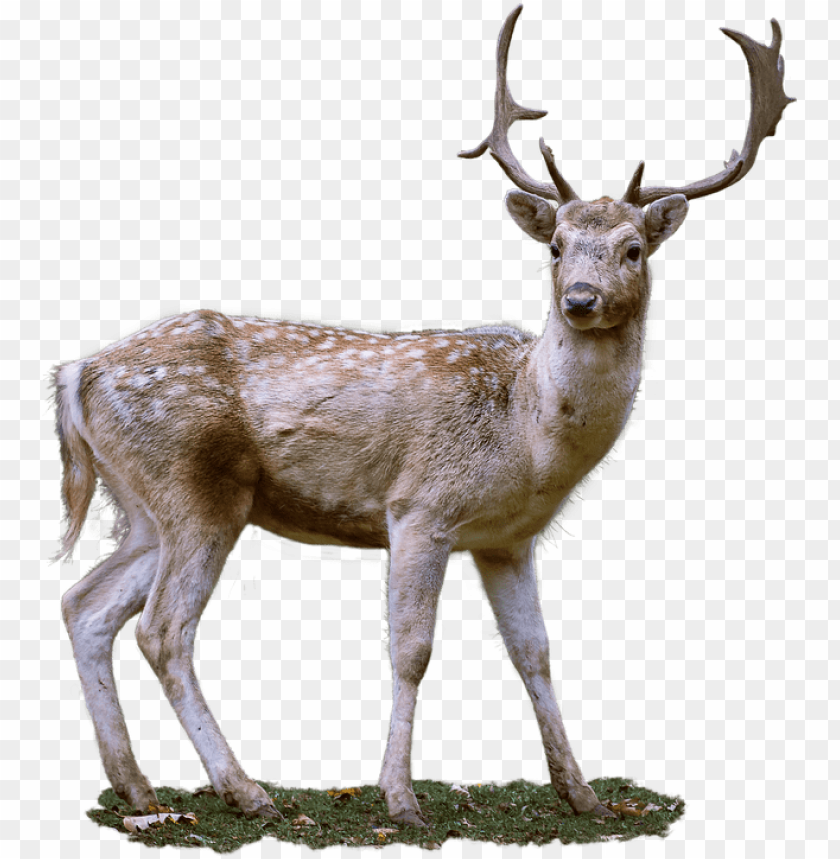 deer png, png,deer