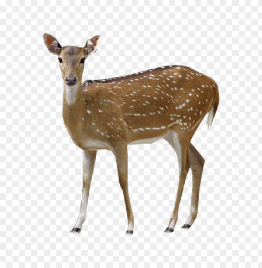 deer png, png,deer