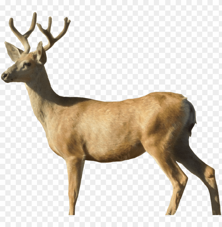 deer png, png,deer