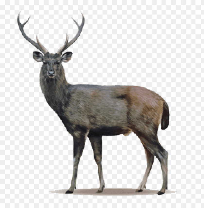 deer png, png,deer