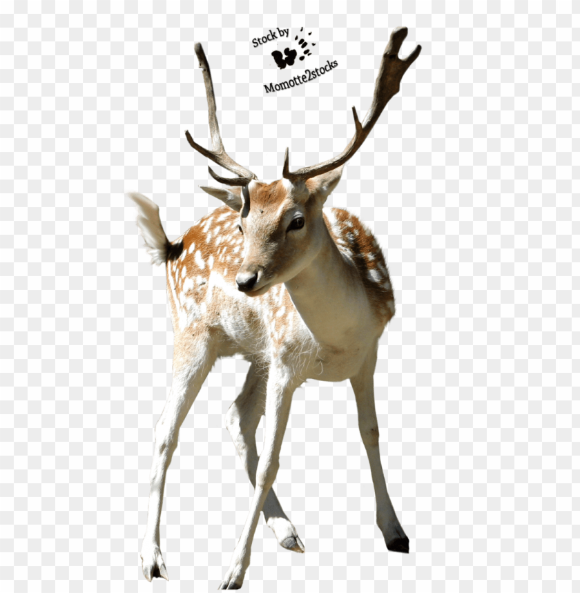 deer png, png,deer