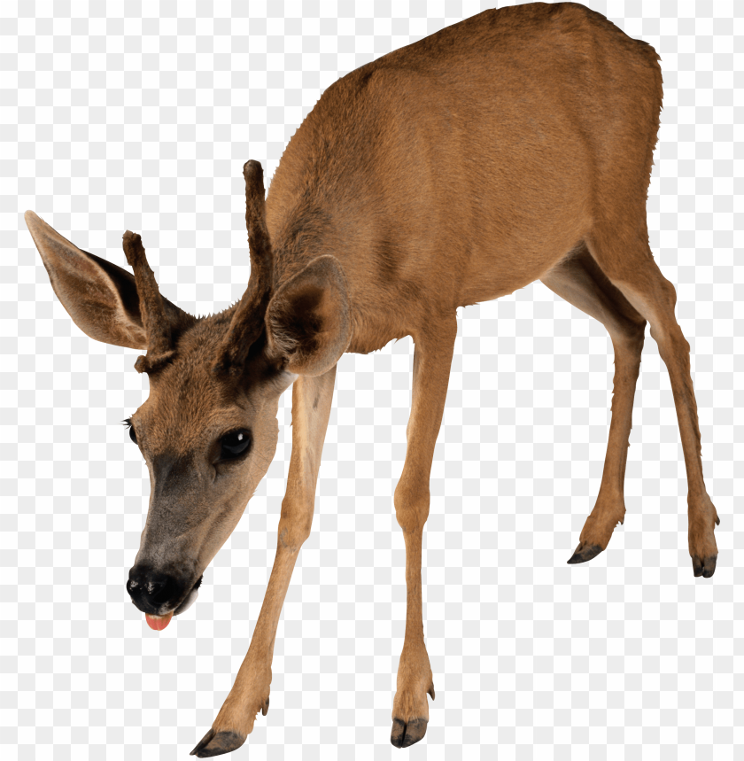 deer png, png,deer