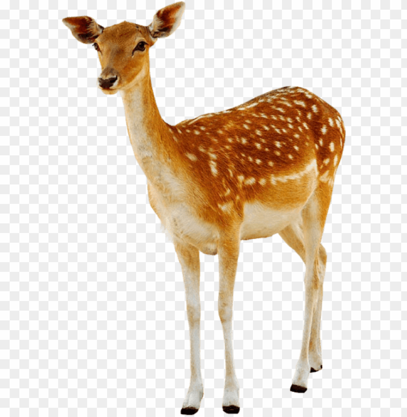 deer png, png,deer