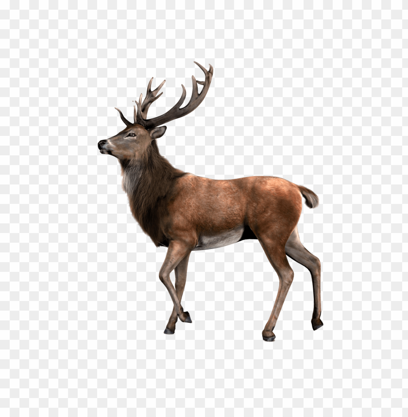 deer png, png,deer