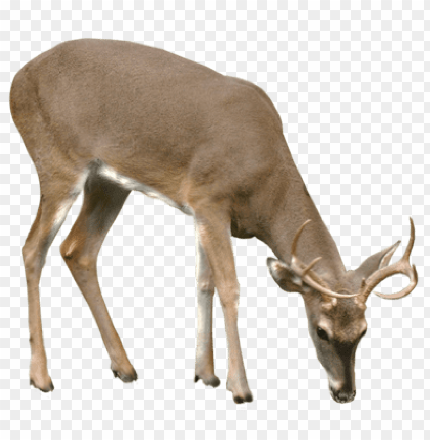 deer png, png,deer