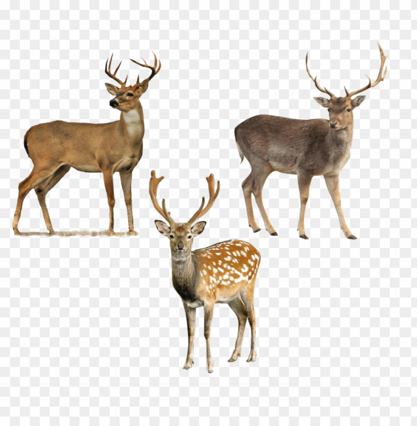 deer png, png,deer