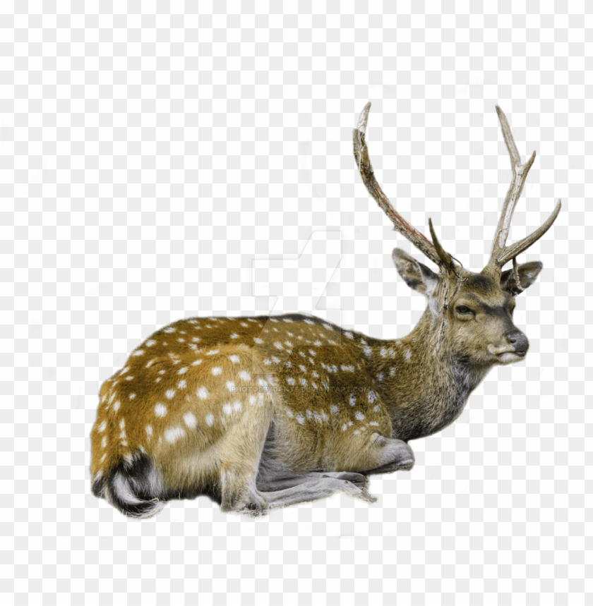 deer png, png,deer