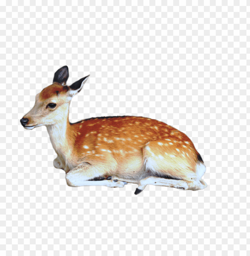 deer png, png,deer