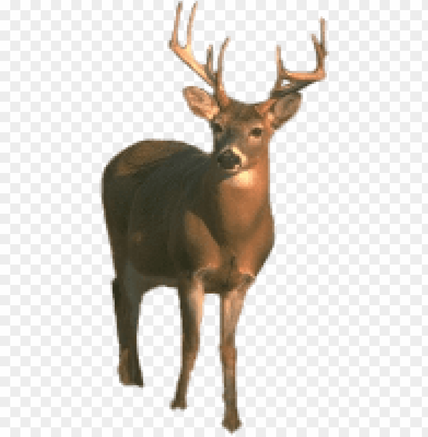 deer png, png,deer