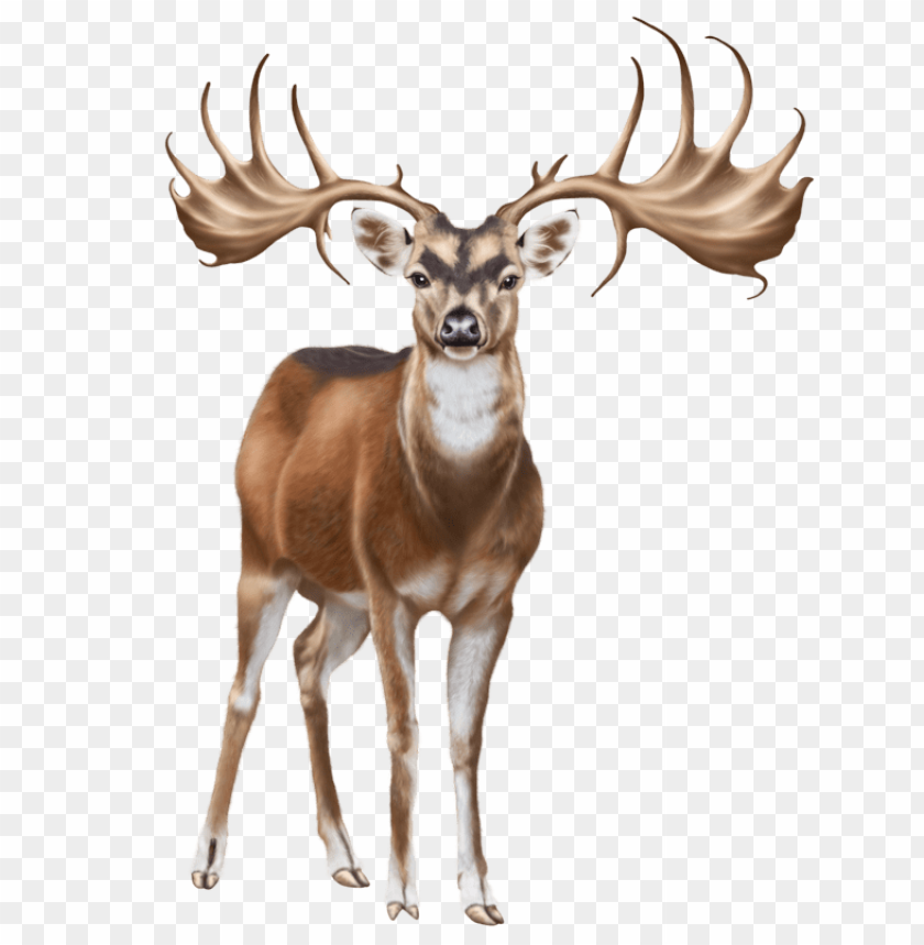 deer, wildlife, nature, animal, mammal, horns, forest