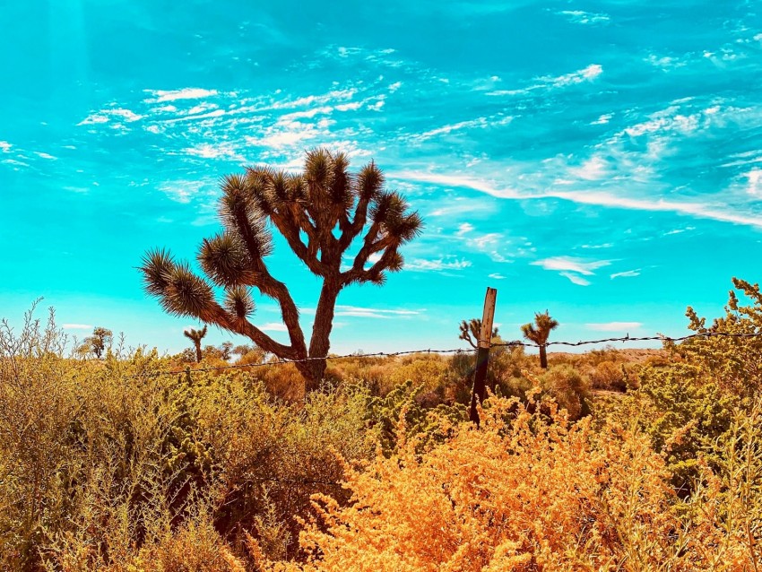 desert, cacti, bushes, plants, wildlife