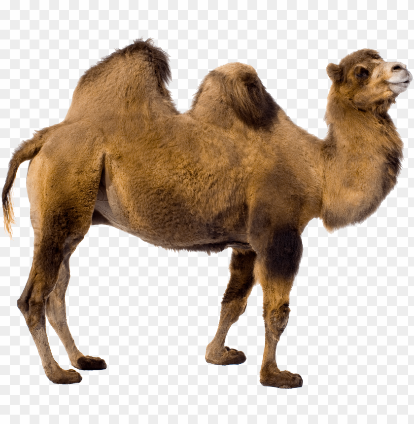 Camel, Dromedary, Bactrian, Desert Animal, Livestock