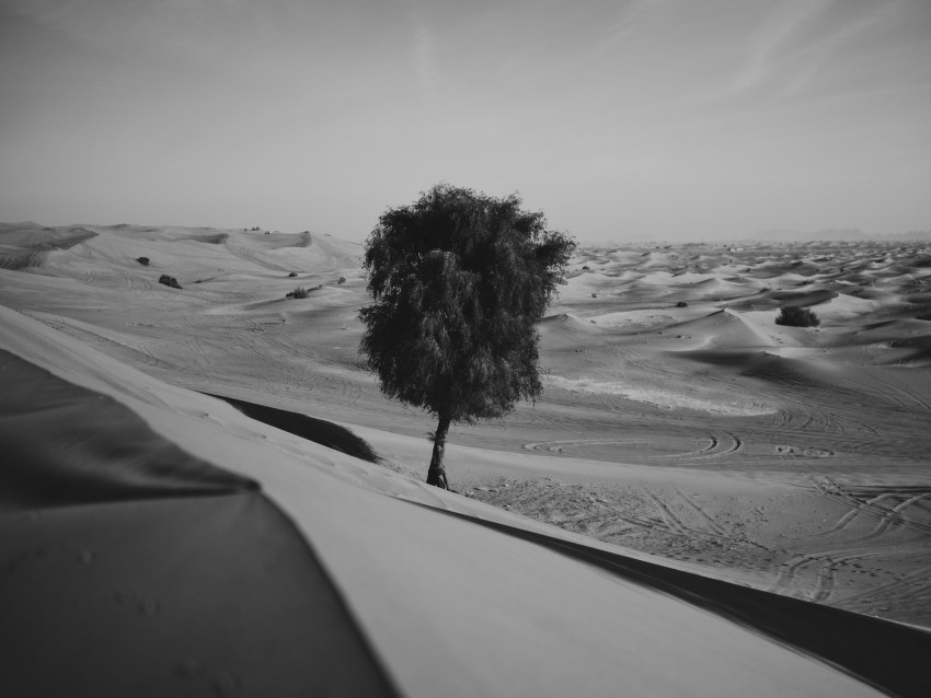 Desert Tree Dunes Sand Lonely Bw Background