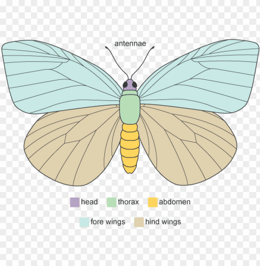 business, coloring pages, insect, coloring, letter a, book, wing