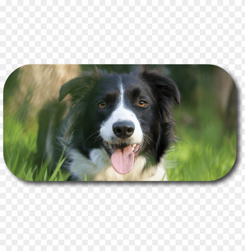 trivia, dog, frame, border collie, medical, certificate, sky