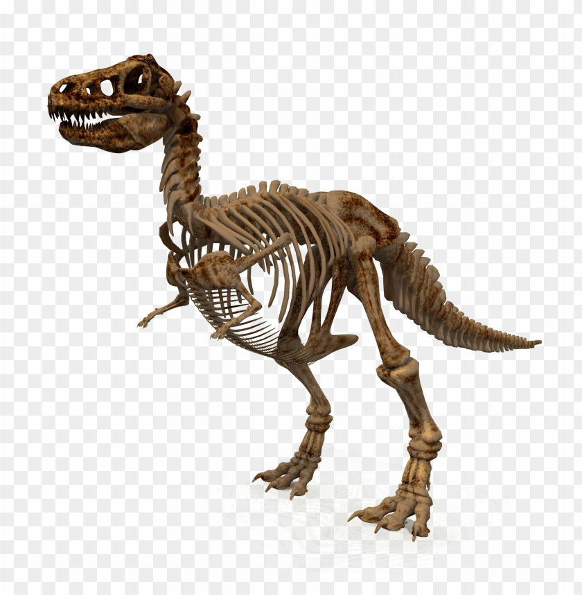 Dinosaur skeleton PNG, prehistoric, fossil, ancient